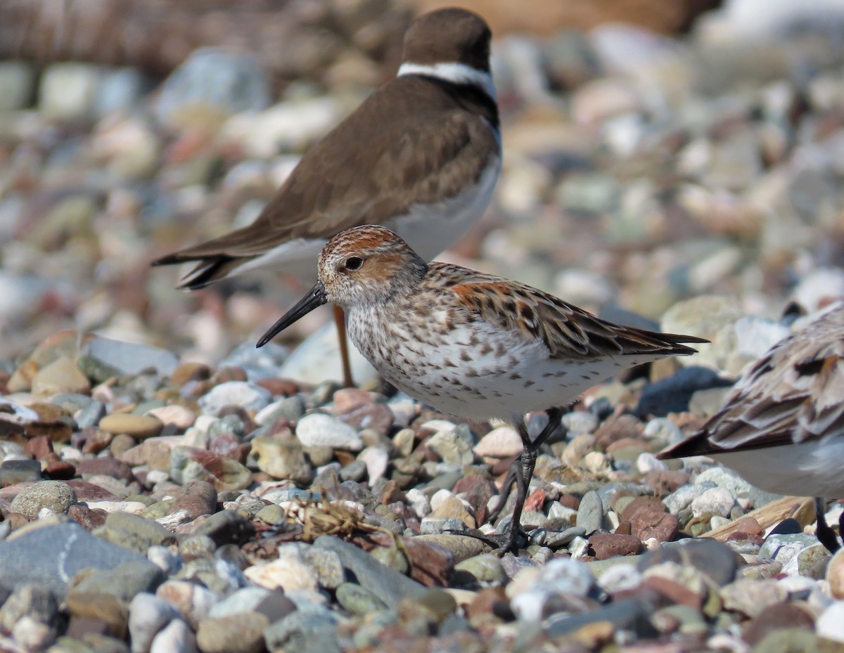 beringsnipe - ML153660691