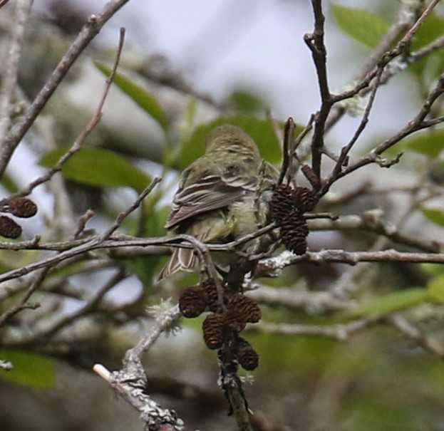 Lesser Goldfinch - ML153660701