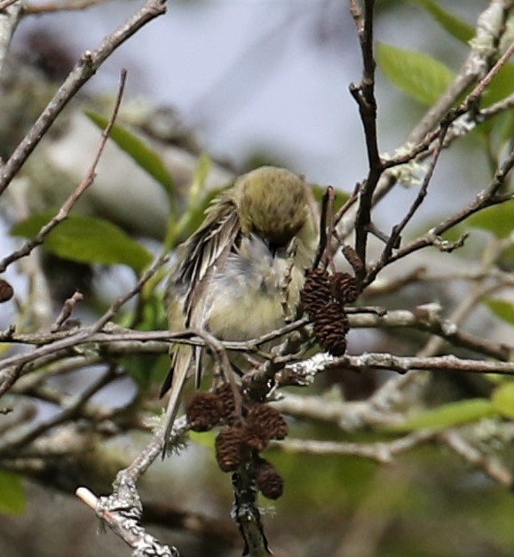 Lesser Goldfinch - ML153660801