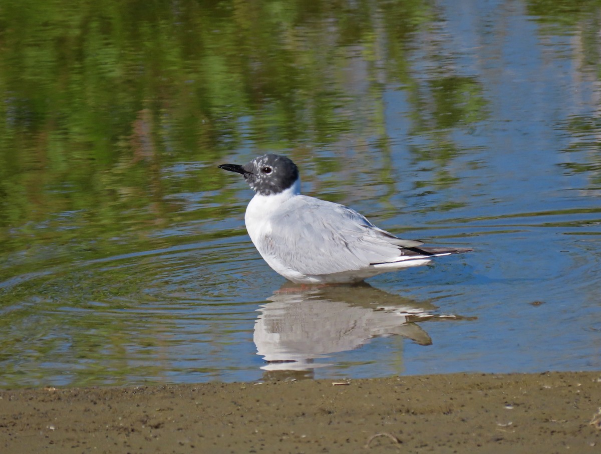 Mouette de Bonaparte - ML153660971