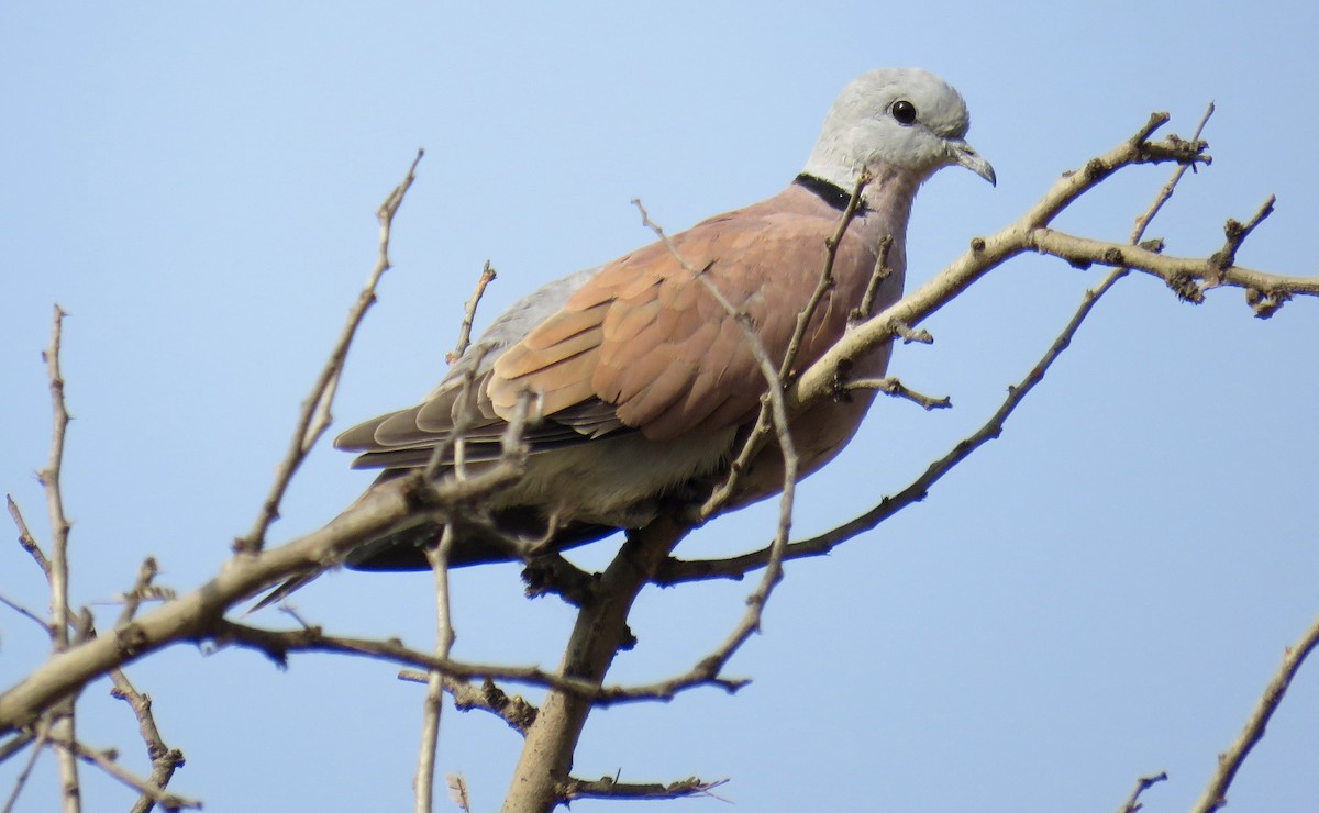 Red Collared-Dove - ML153661081