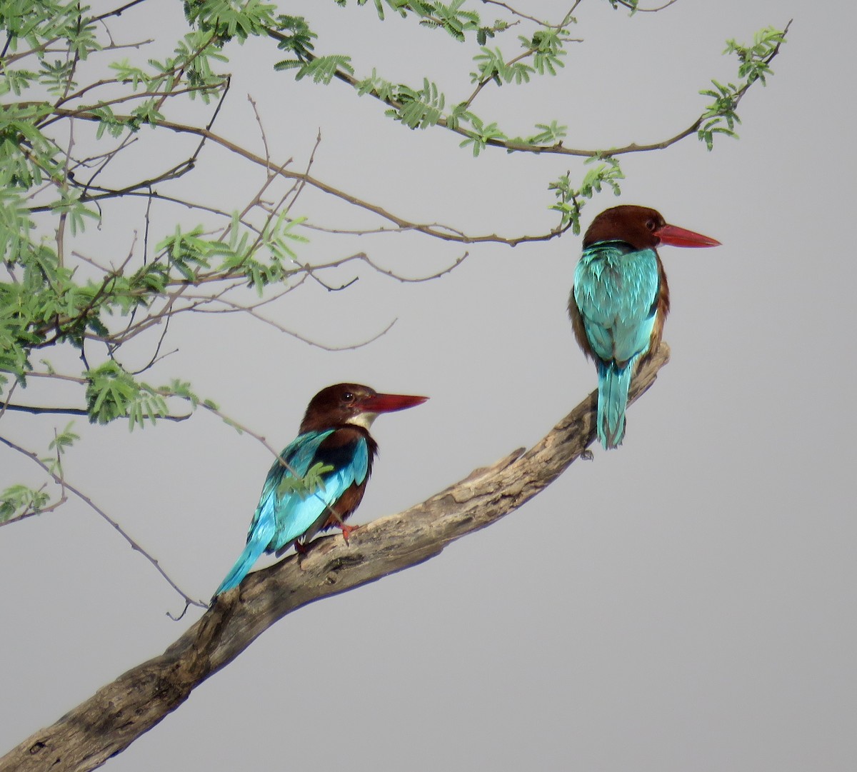 White-throated Kingfisher - Howard Laidlaw