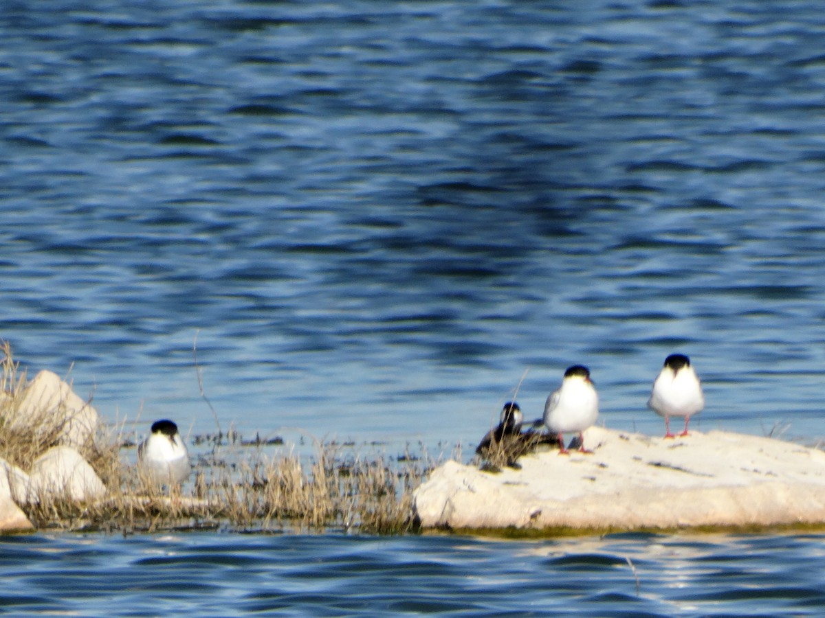 Forster's Tern - ML153661261