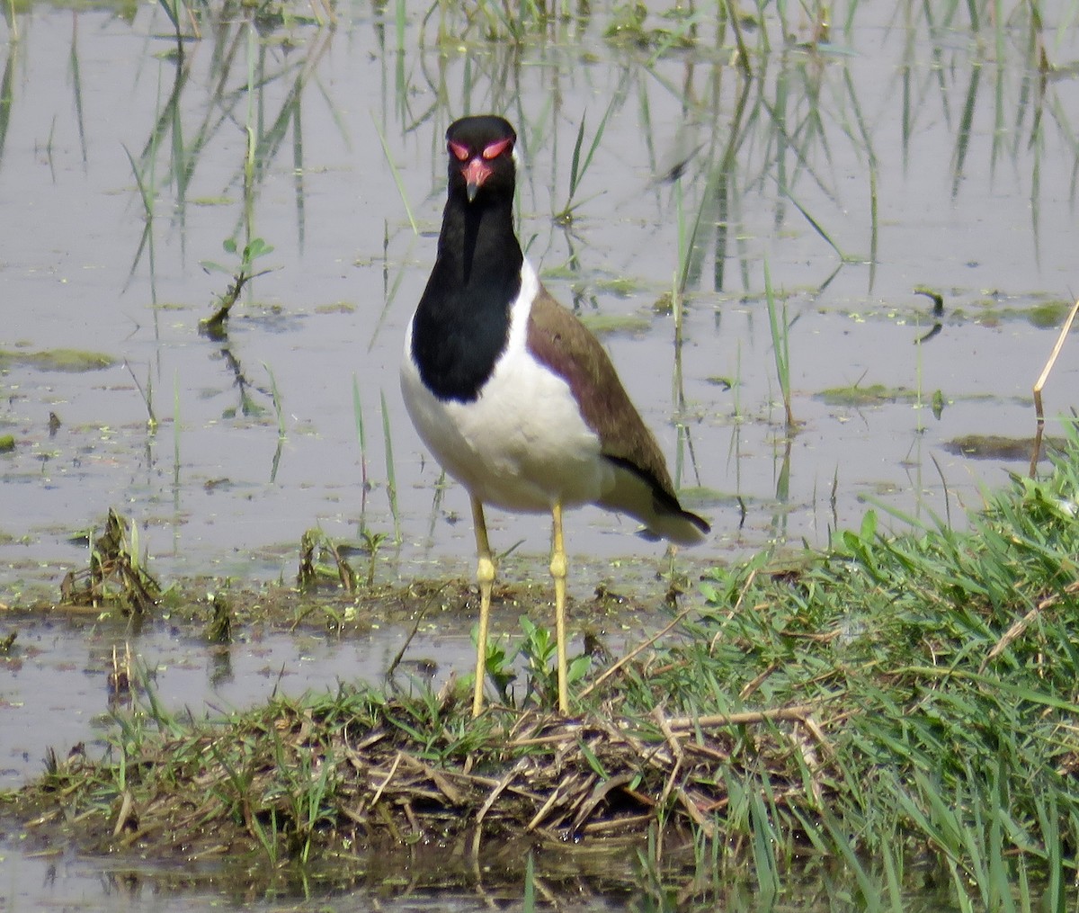 Red-wattled Lapwing - ML153661401