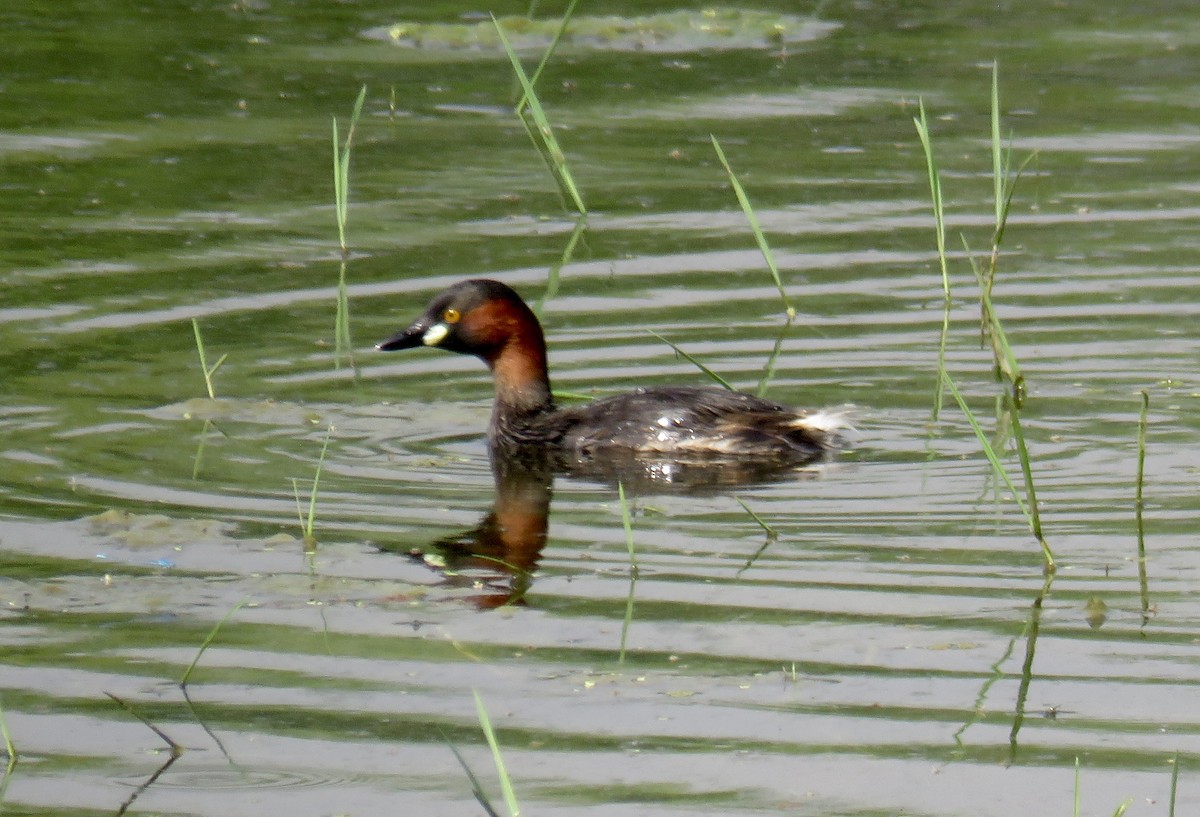 Little Grebe - ML153661531