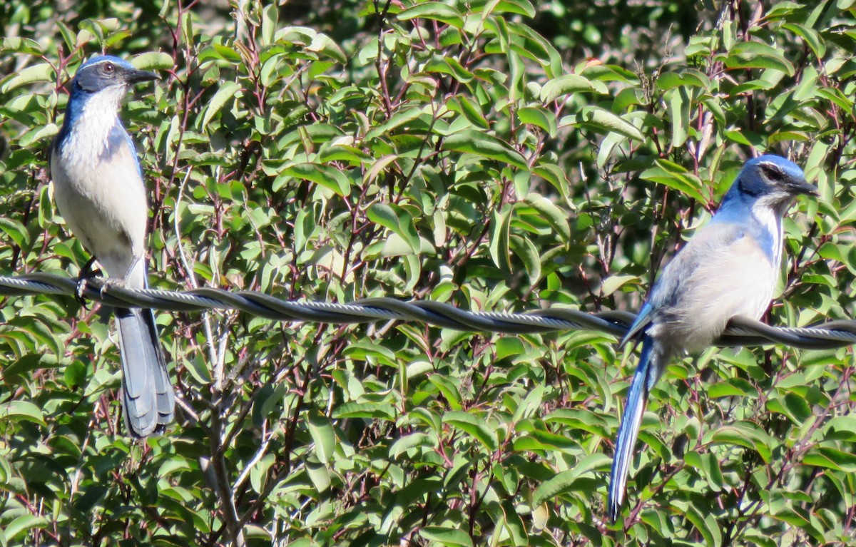 California Scrub-Jay - Sandra Blair