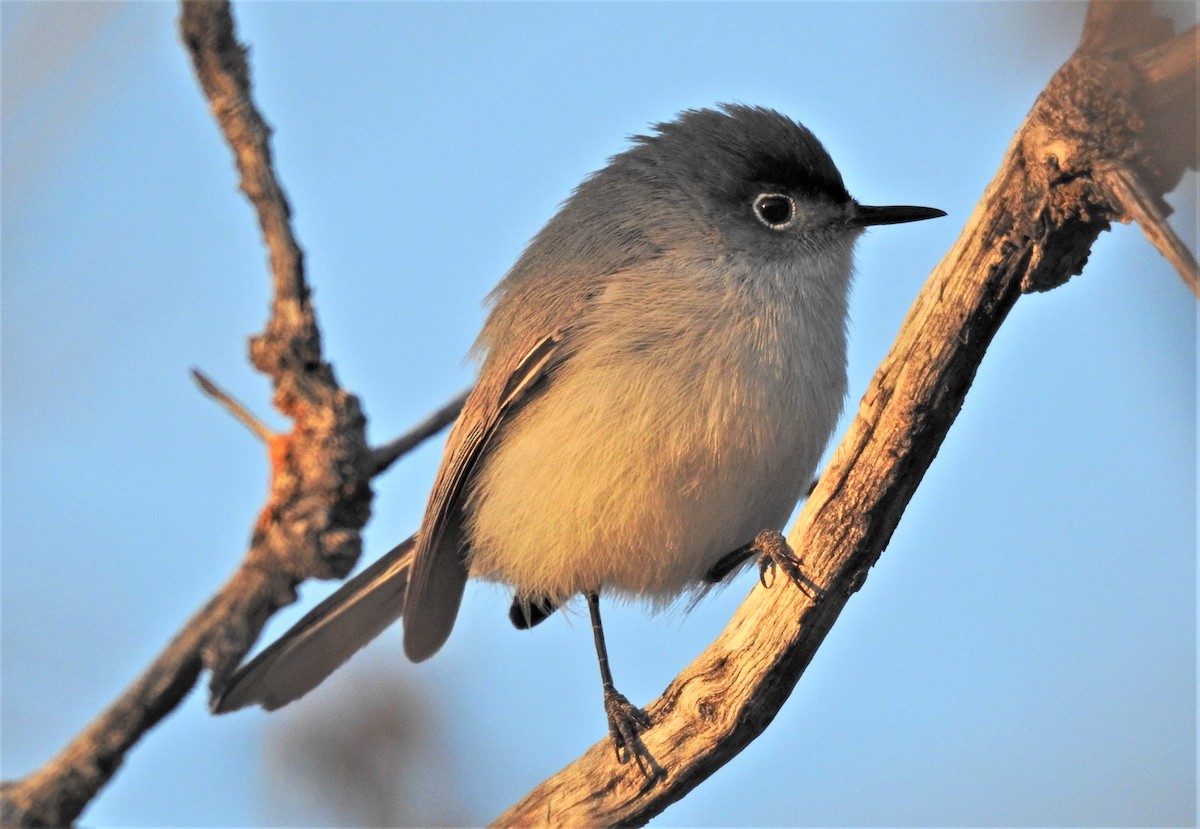 Blue-gray Gnatcatcher (obscura Group) - ML153661881