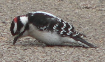 Downy Woodpecker - ML153661911