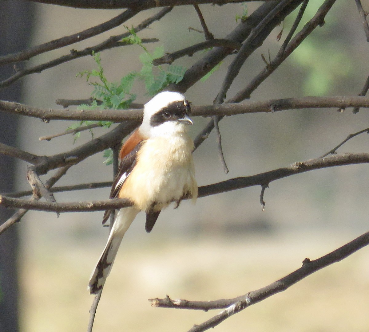 Bay-backed Shrike - ML153662041