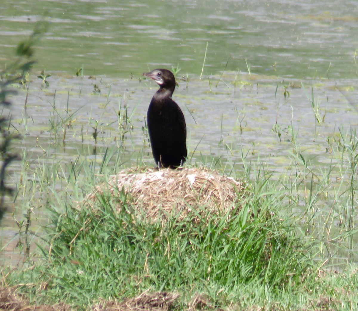 Little Cormorant - ML153662471