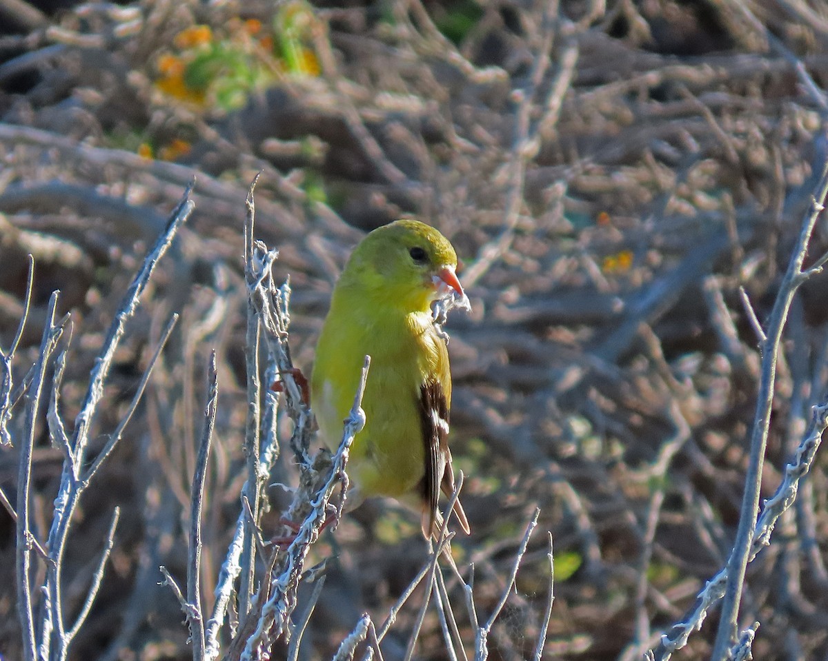 Chardonneret jaune - ML153662651