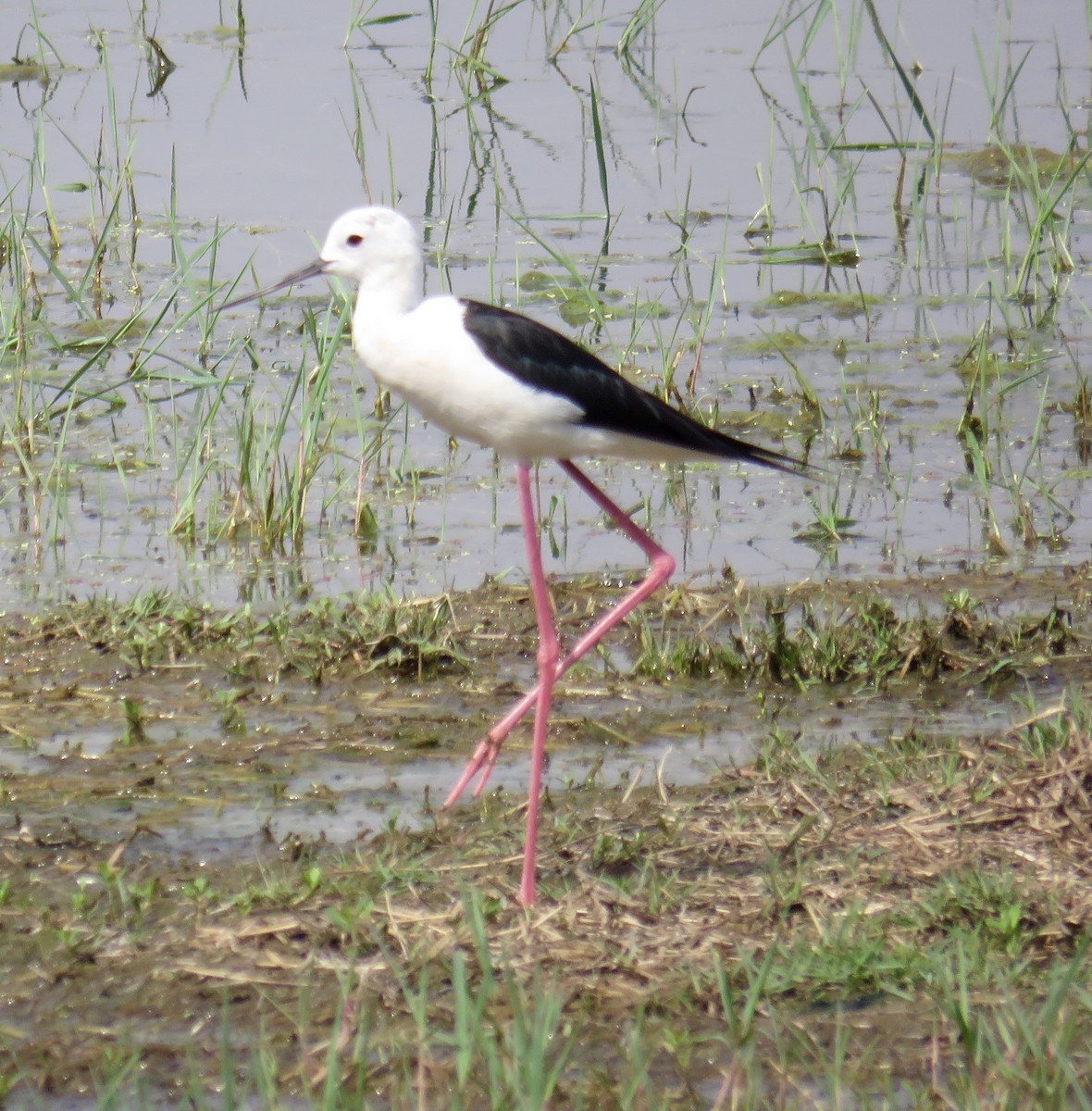 Black-winged Stilt - Howard Laidlaw