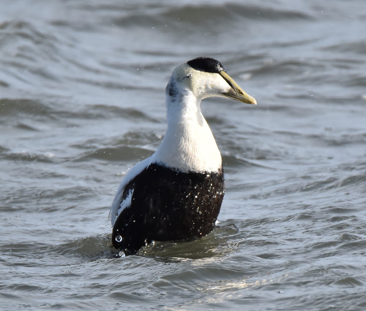 Common Eider - ML153662831