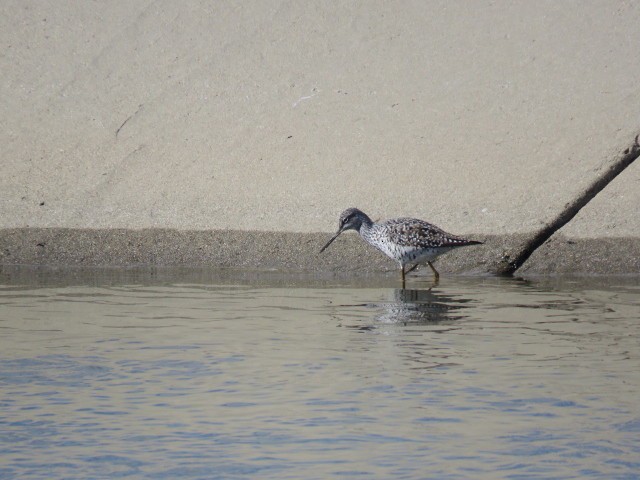 Greater Yellowlegs - ML153662941