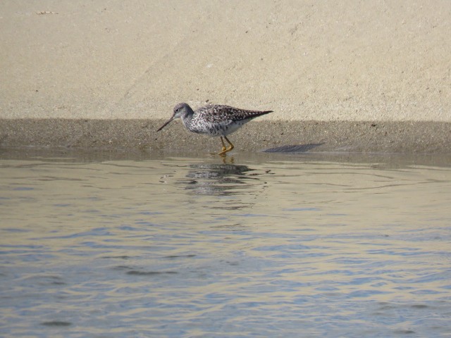 Greater Yellowlegs - ML153662951