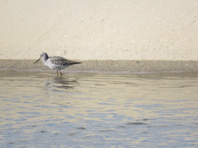 Greater Yellowlegs - ML153662961