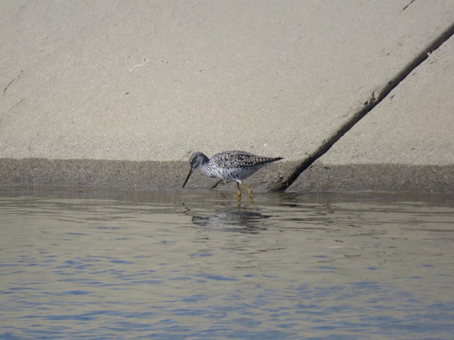 Greater Yellowlegs - ML153662981