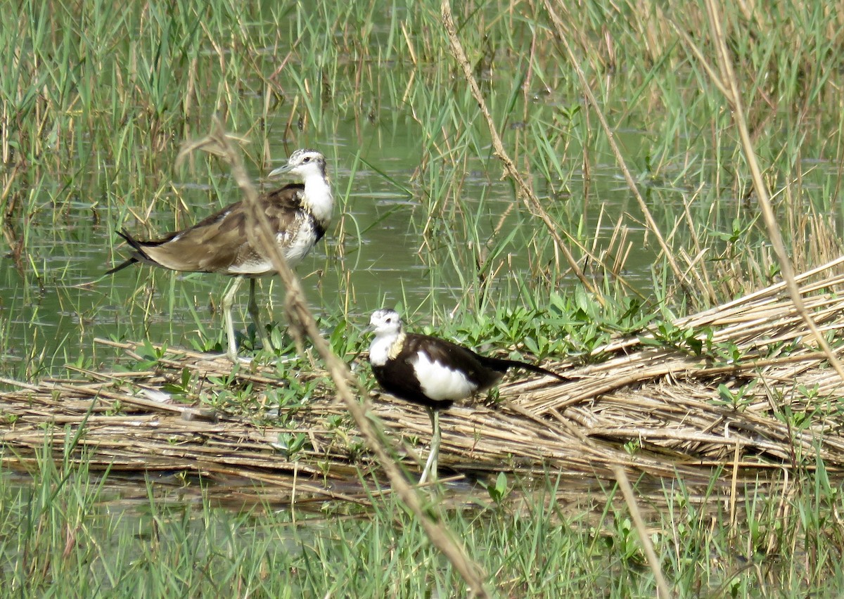 Pheasant-tailed Jacana - ML153663421