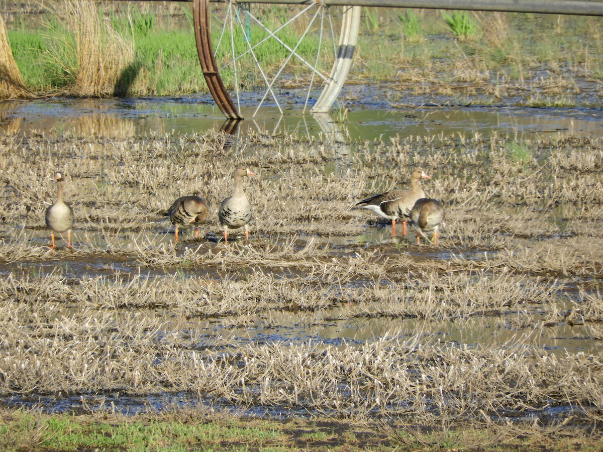 Greater White-fronted Goose - ML153663881
