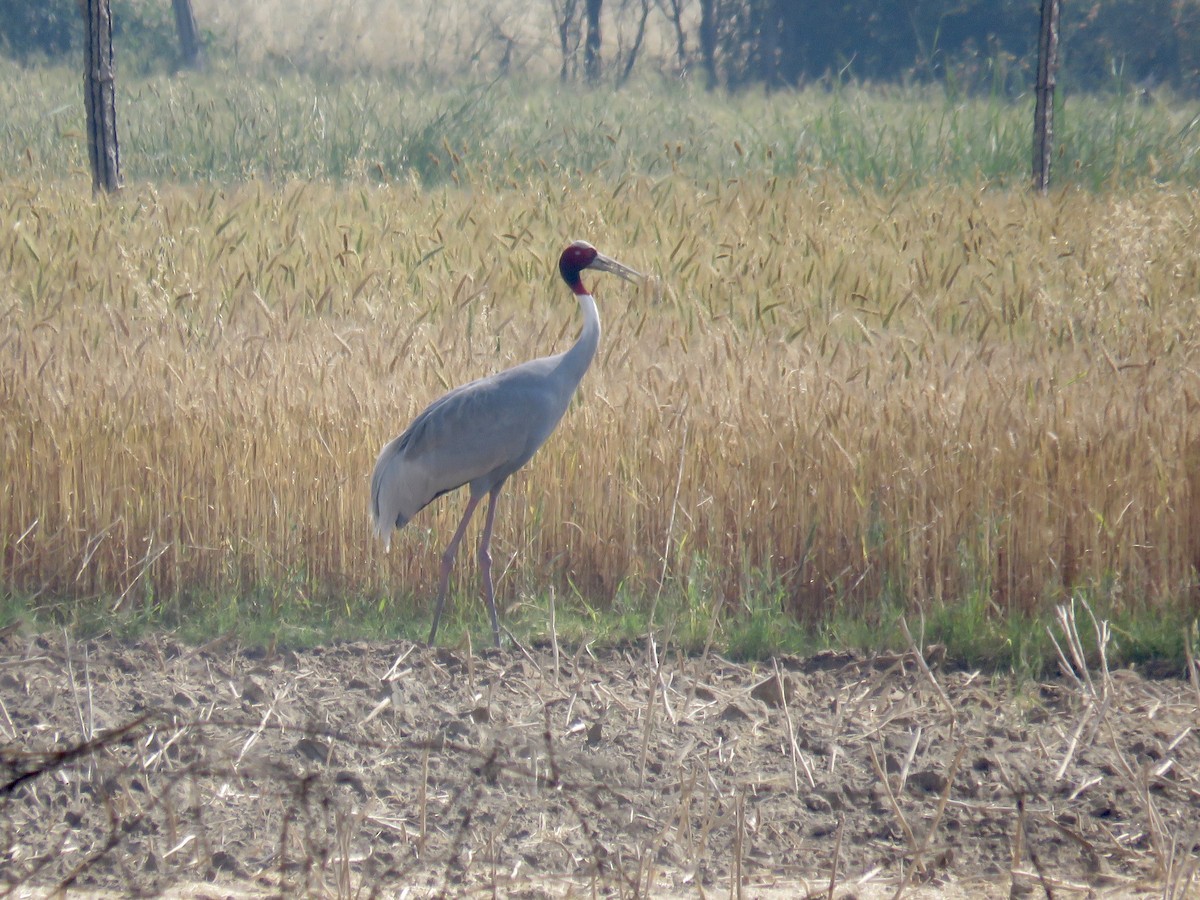 Sarus Crane - ML153663941