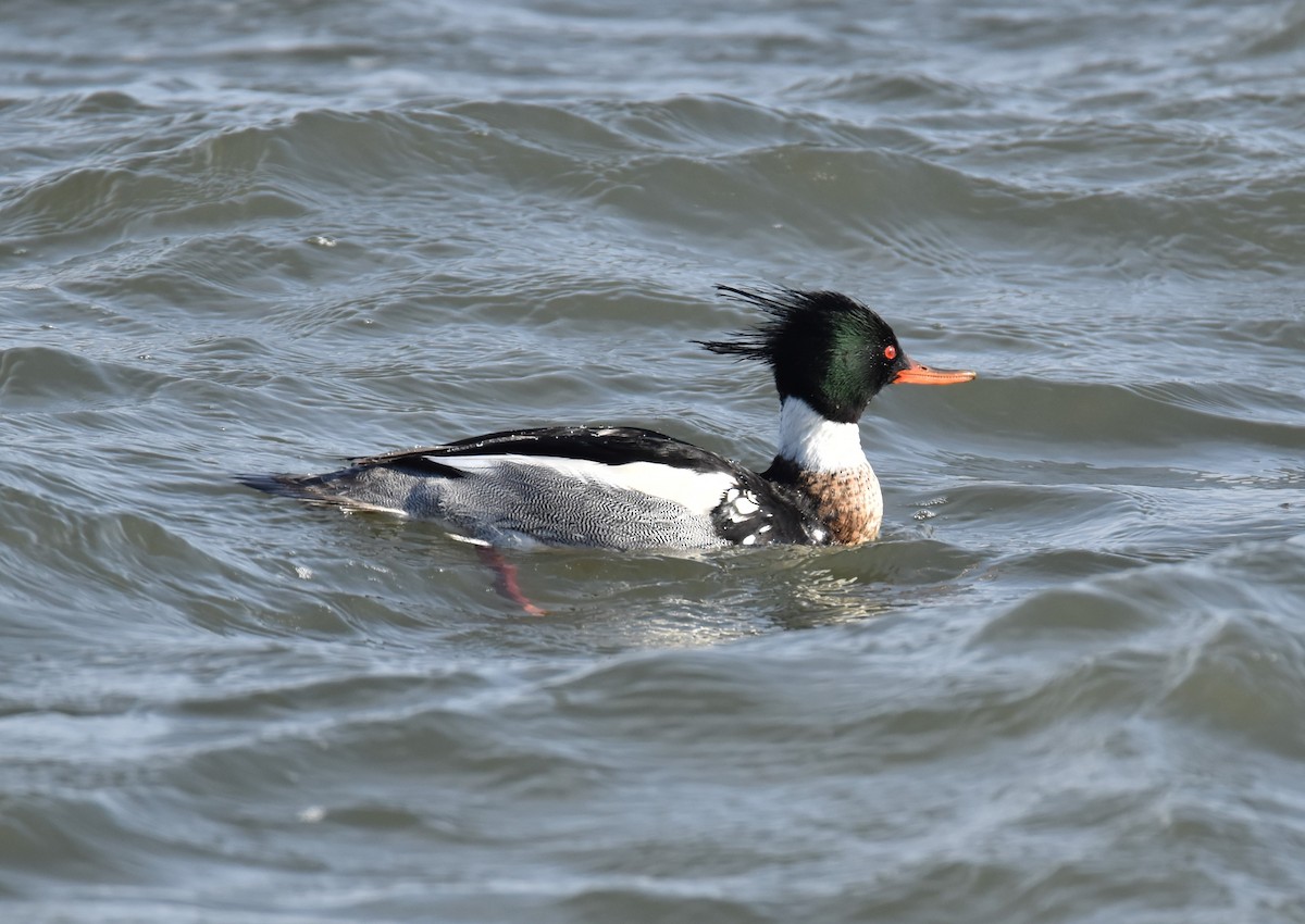 Red-breasted Merganser - ML153664061