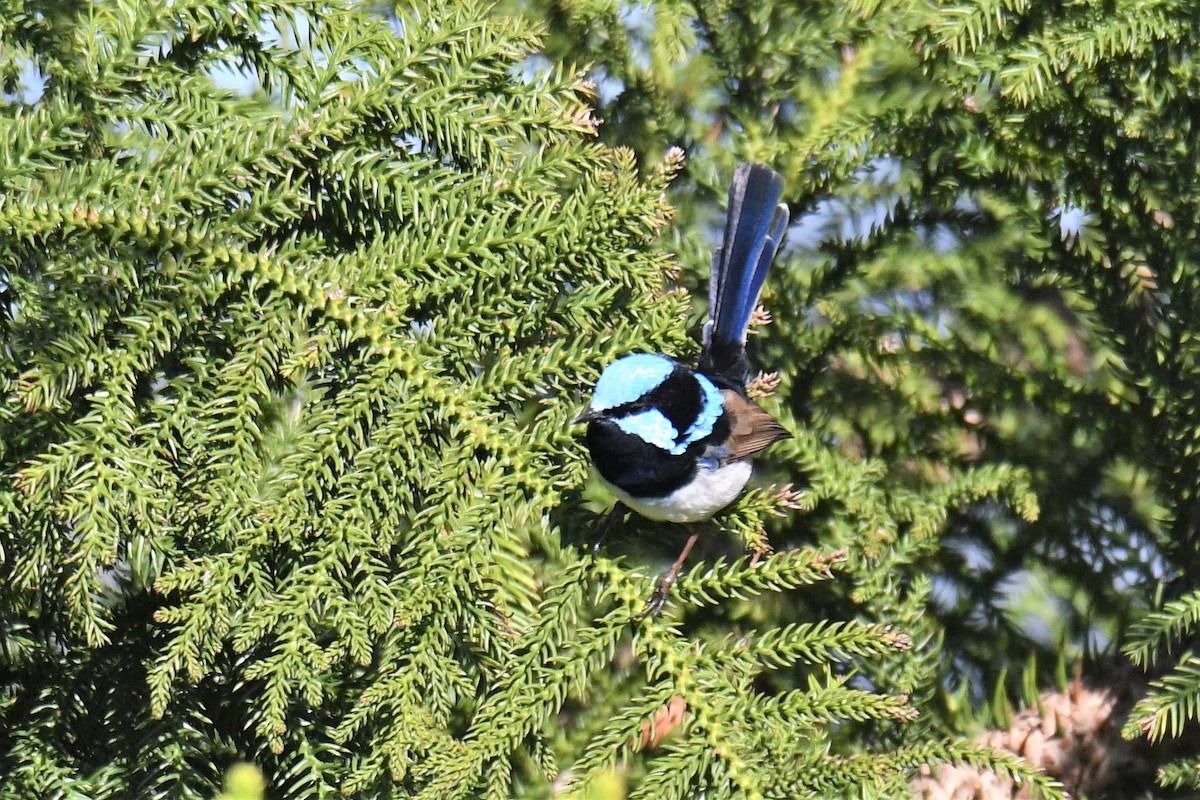 Superb Fairywren - Chris Munson