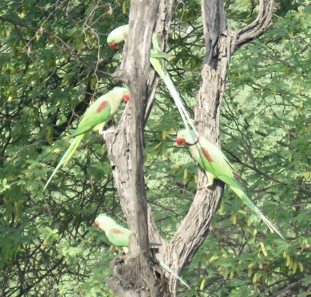 Alexandrine Parakeet - Howard Laidlaw