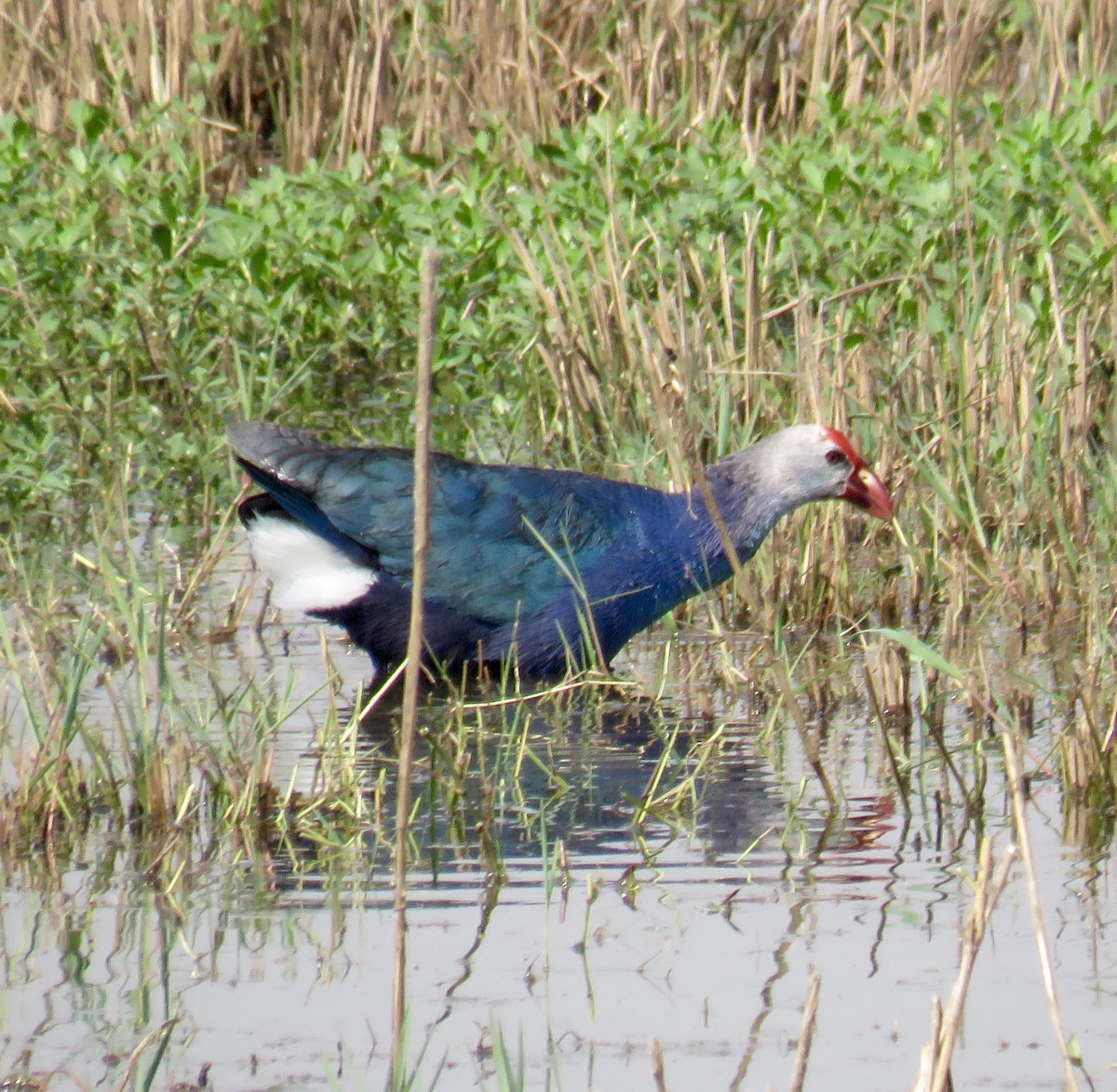 Gray-headed Swamphen - ML153664501