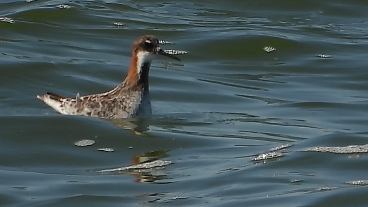 Red-necked Phalarope - Srikant Char