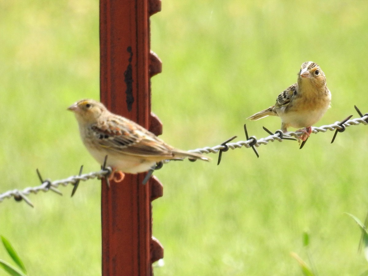 Grasshopper Sparrow - ML153665661