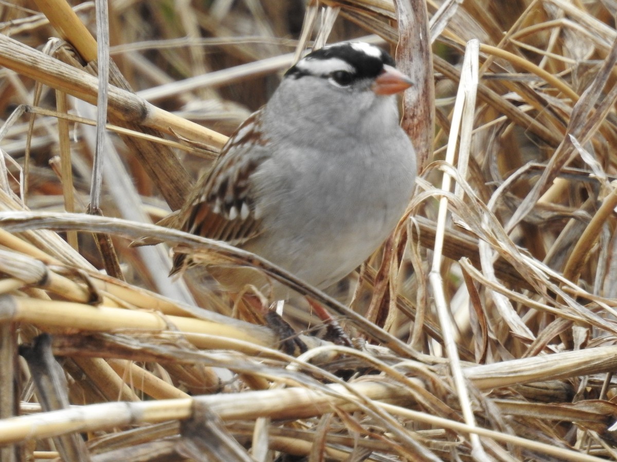 Bruant à couronne blanche - ML153665681