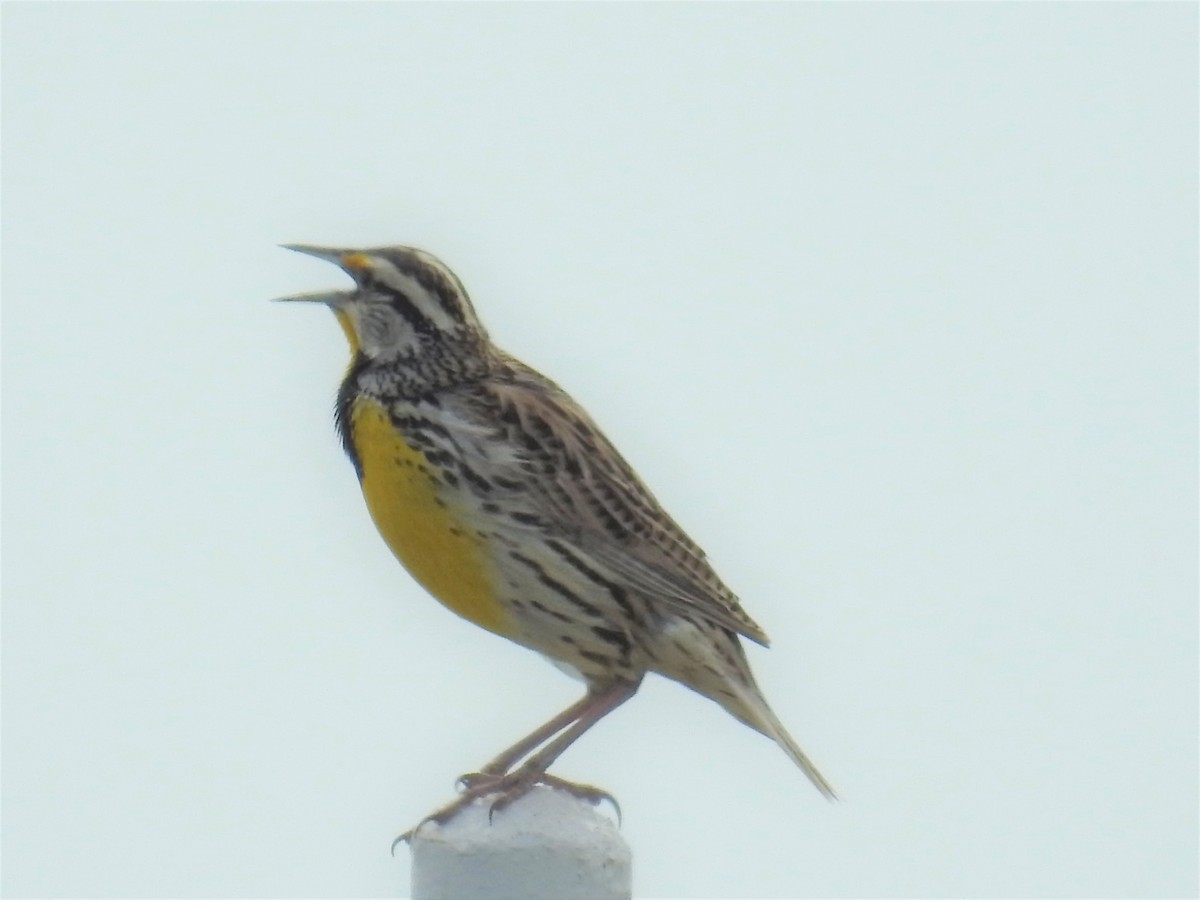 Western Meadowlark - ML153665701