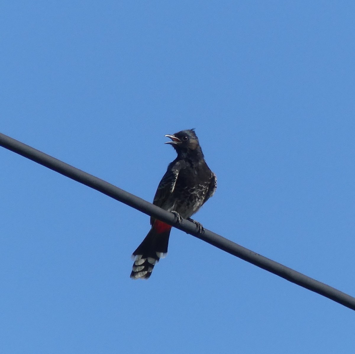 Red-vented Bulbul - ML153665961
