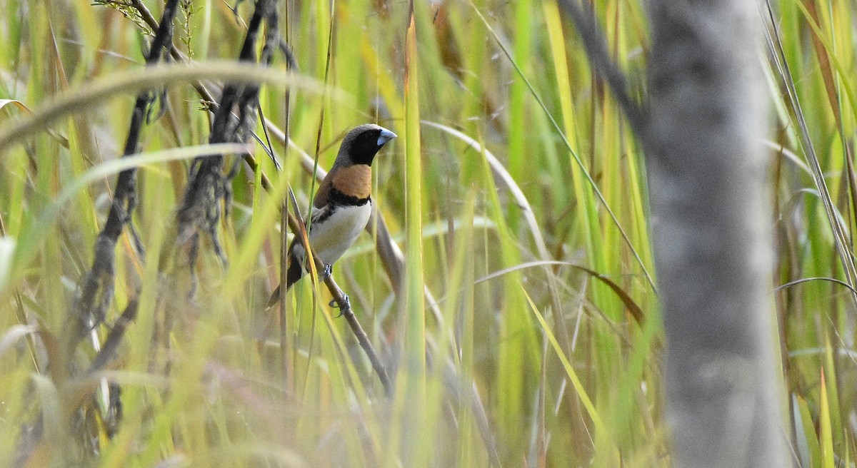 Chestnut-breasted Munia - ML153666511