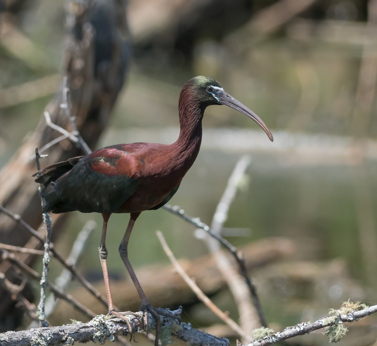 ibis hnědý - ML153666721