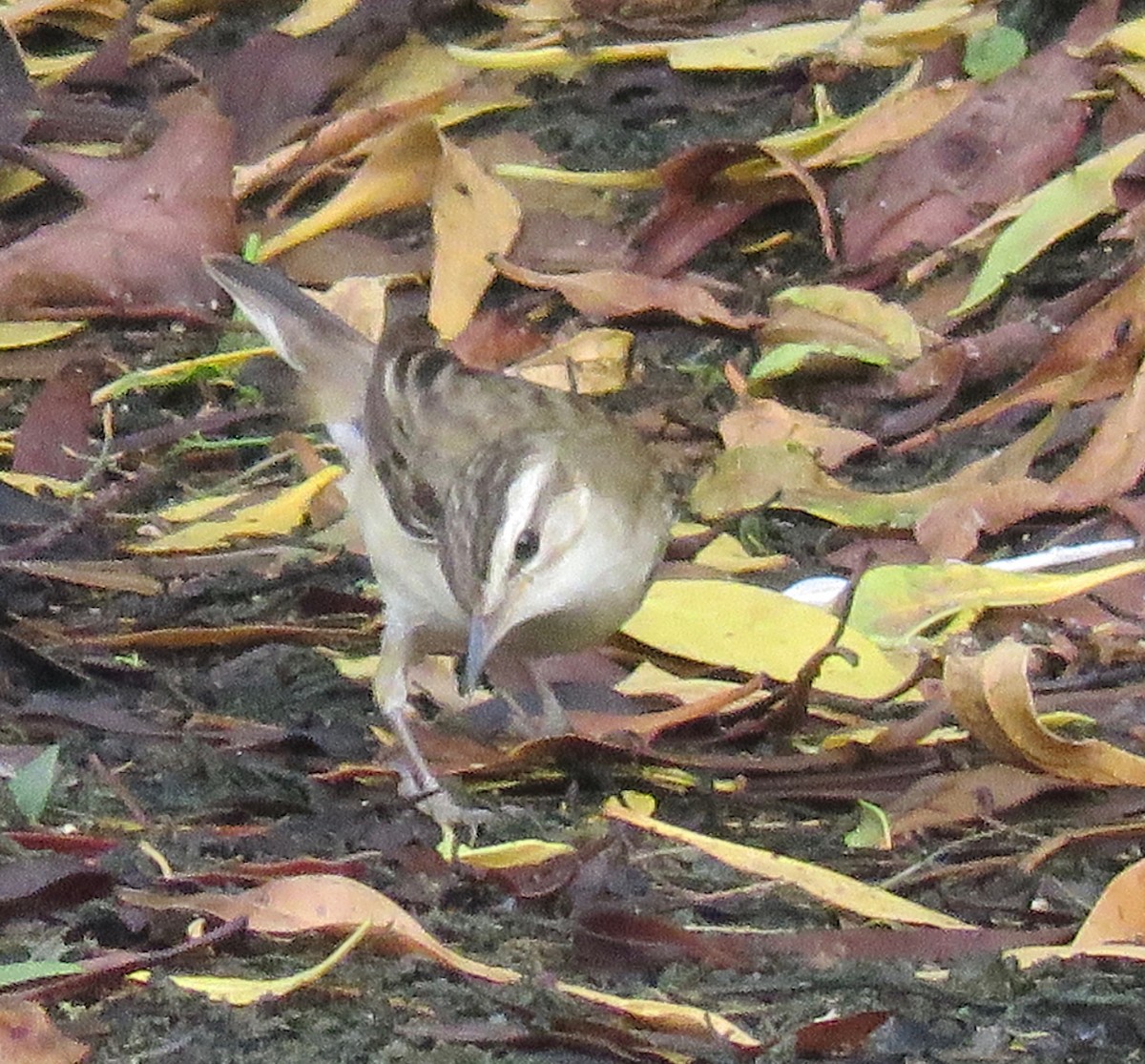 Sedge Warbler - ML153666731