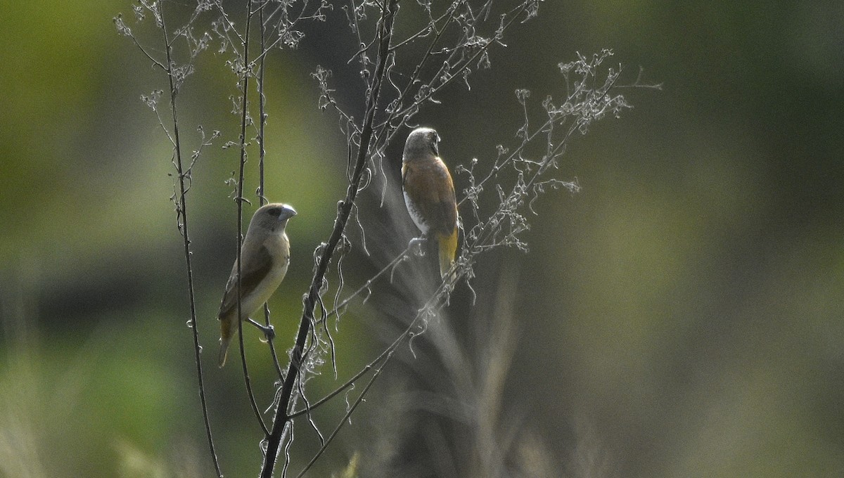 Chestnut-breasted Munia - ML153666761