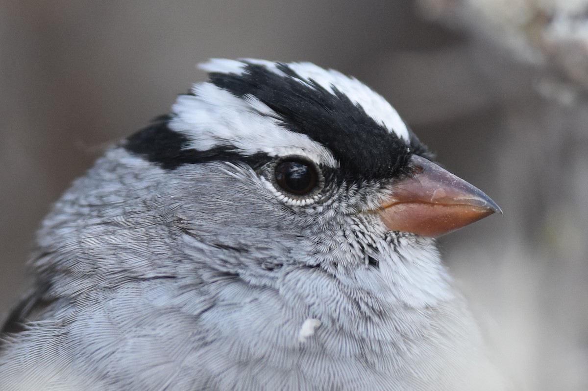 White-crowned Sparrow (Dark-lored) - ML153667291