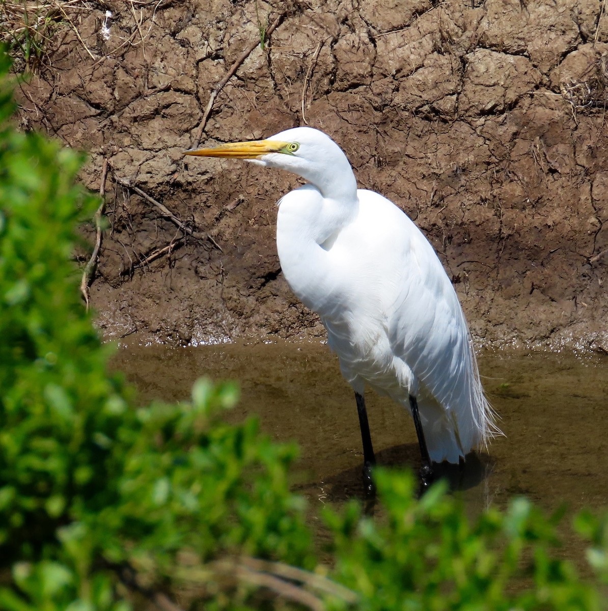 Great Egret - ML153667351