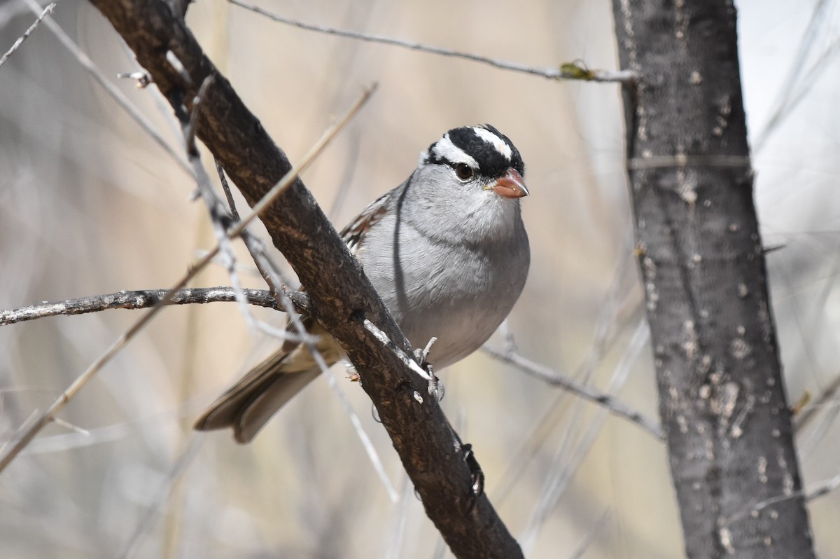 White-crowned Sparrow (oriantha) - ML153667411