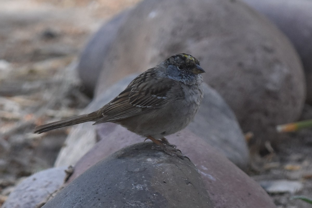 Golden-crowned Sparrow - ML153667431