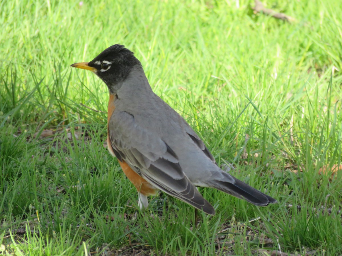 American Robin - ML153667891