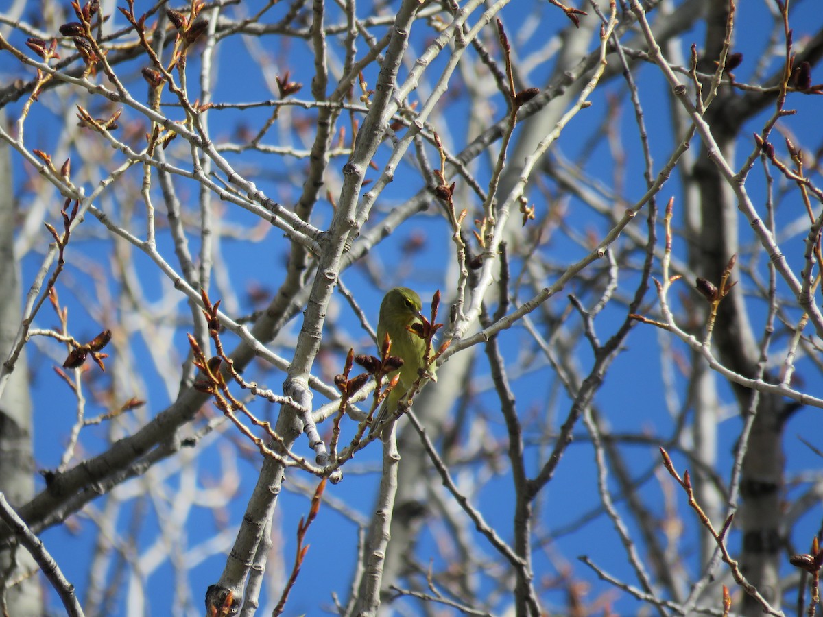 Orange-crowned Warbler - ML153667951