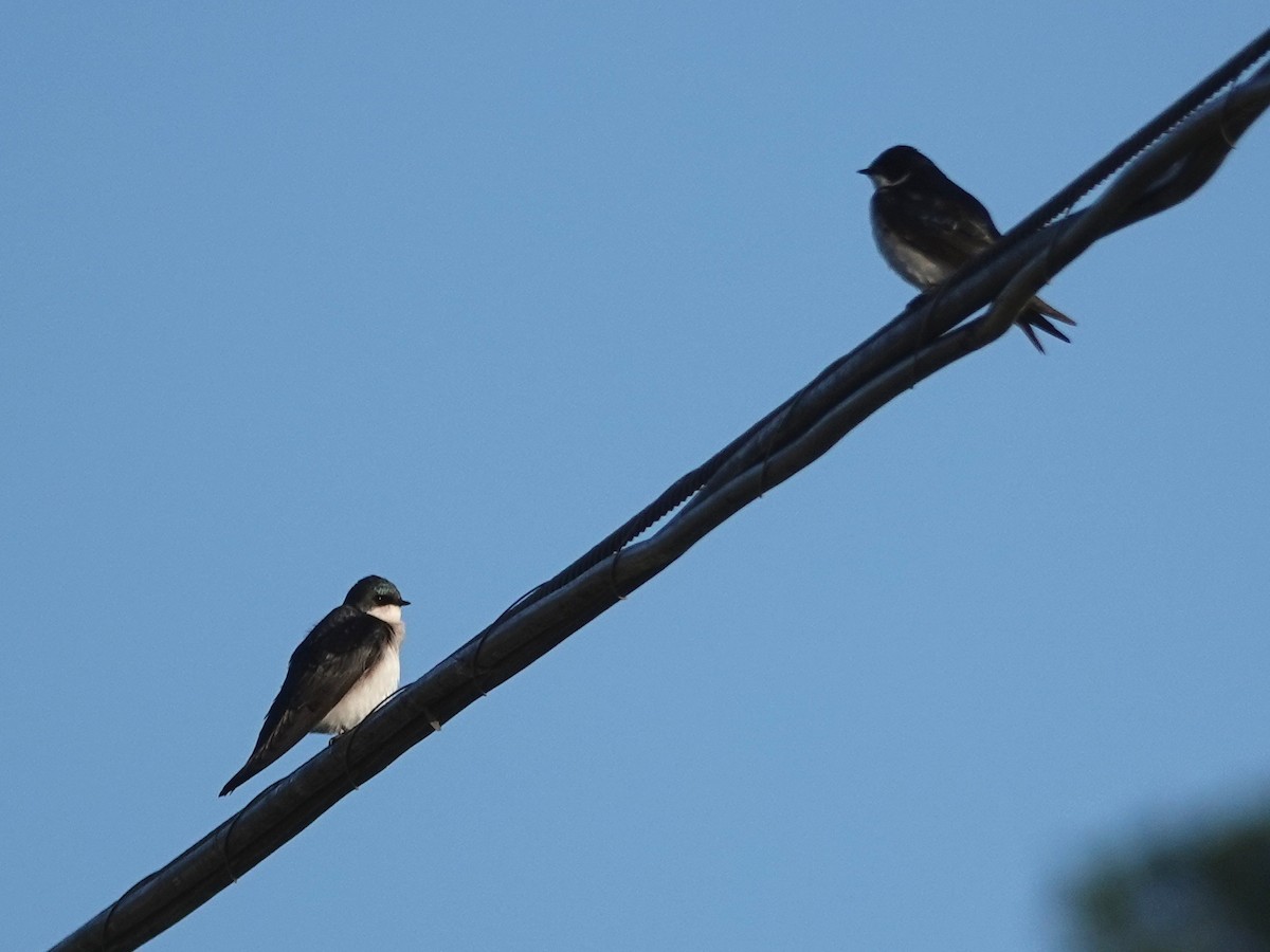 Golondrina Bicolor - ML153668461