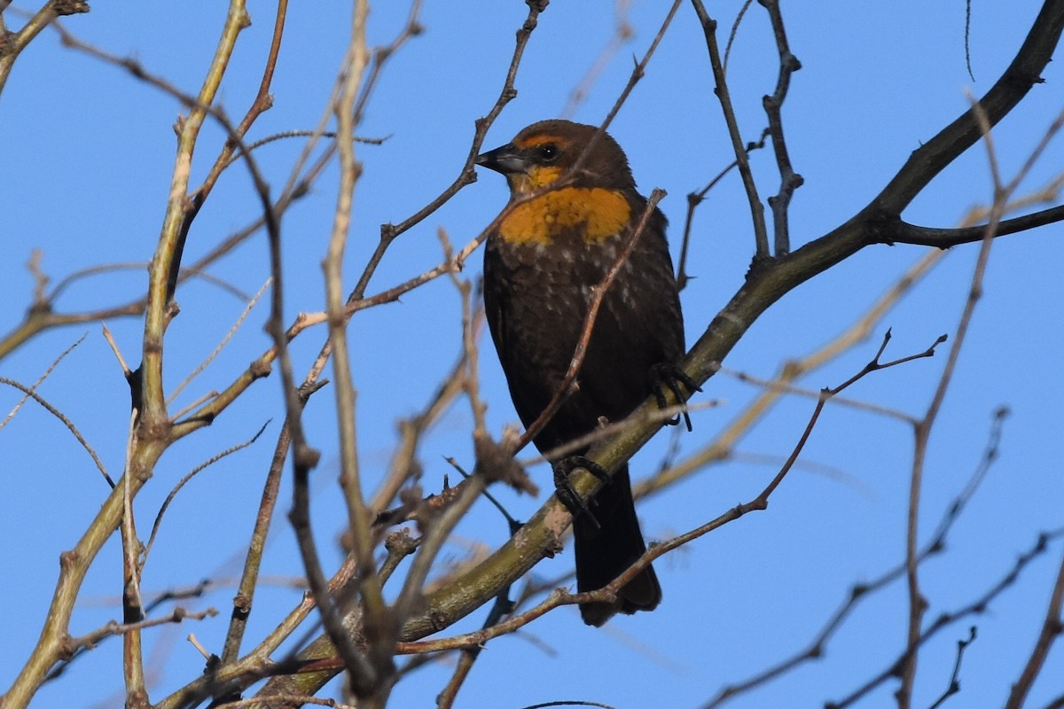 Yellow-headed Blackbird - Caleb Strand