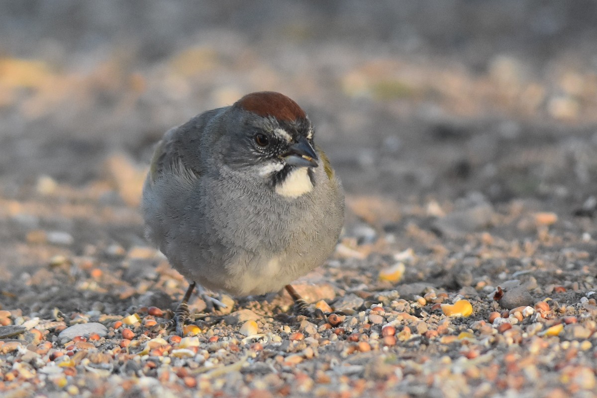 Green-tailed Towhee - Caleb Strand