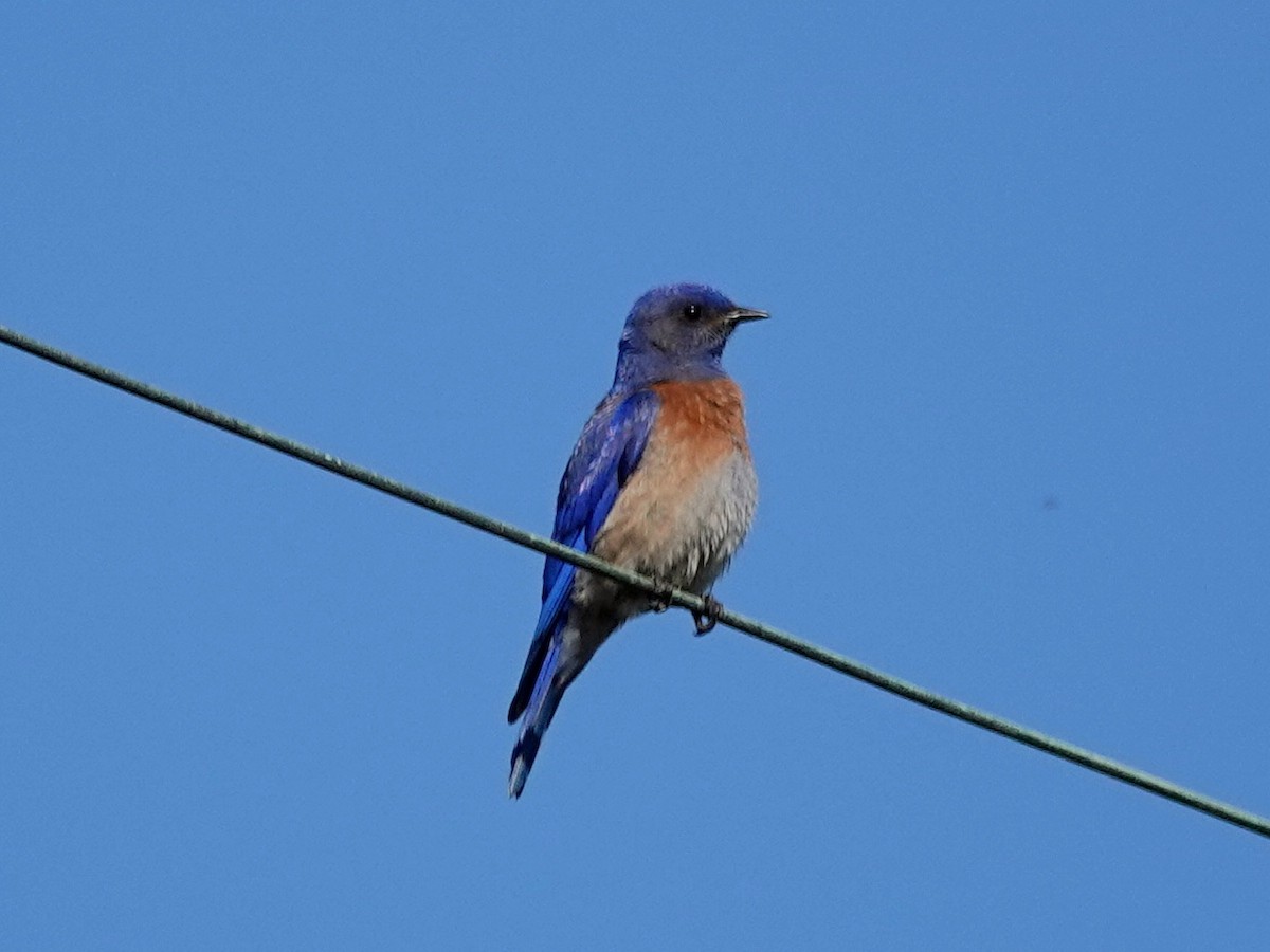 Western Bluebird - ML153668921