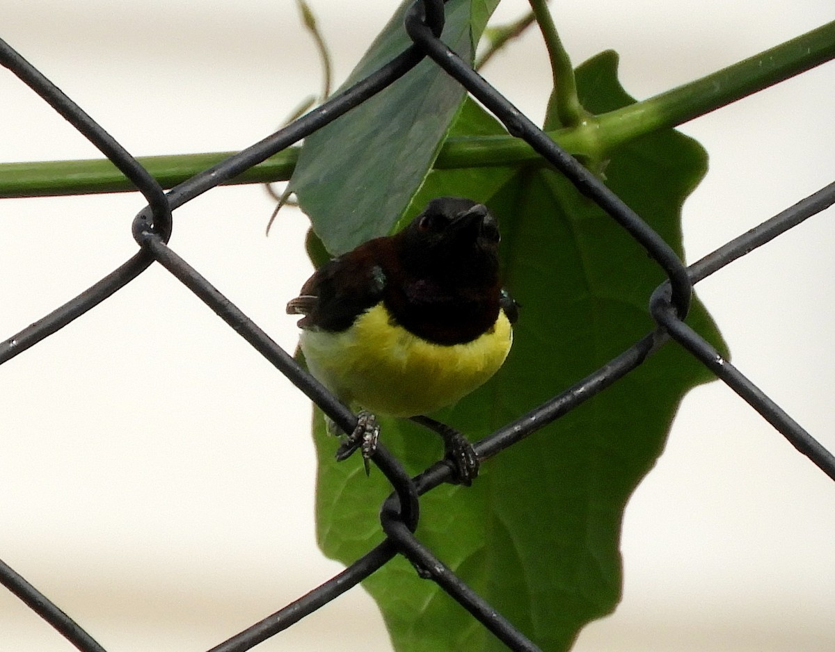 Purple-rumped Sunbird - Manju Sinha