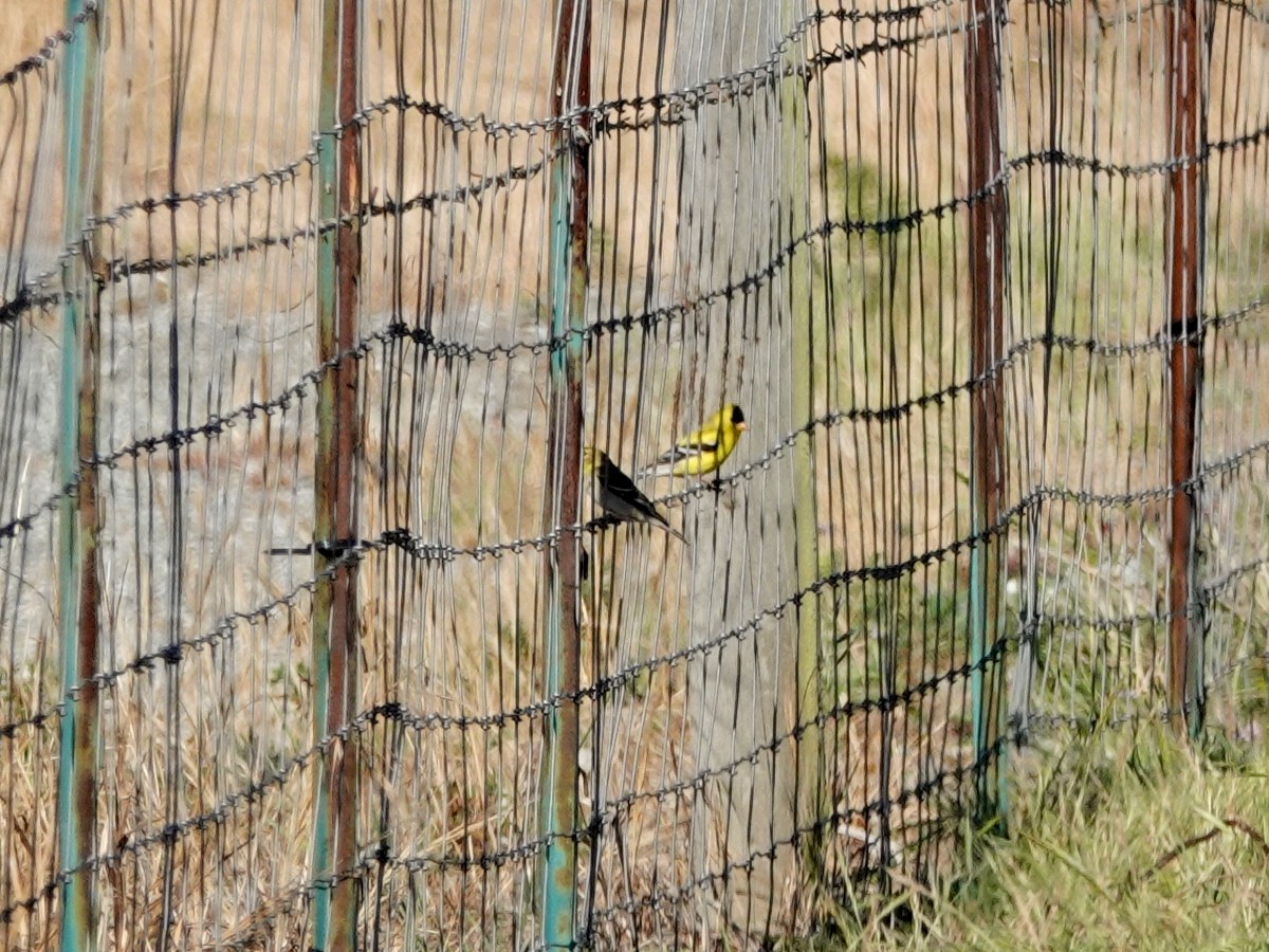 American Goldfinch - Norman Uyeda