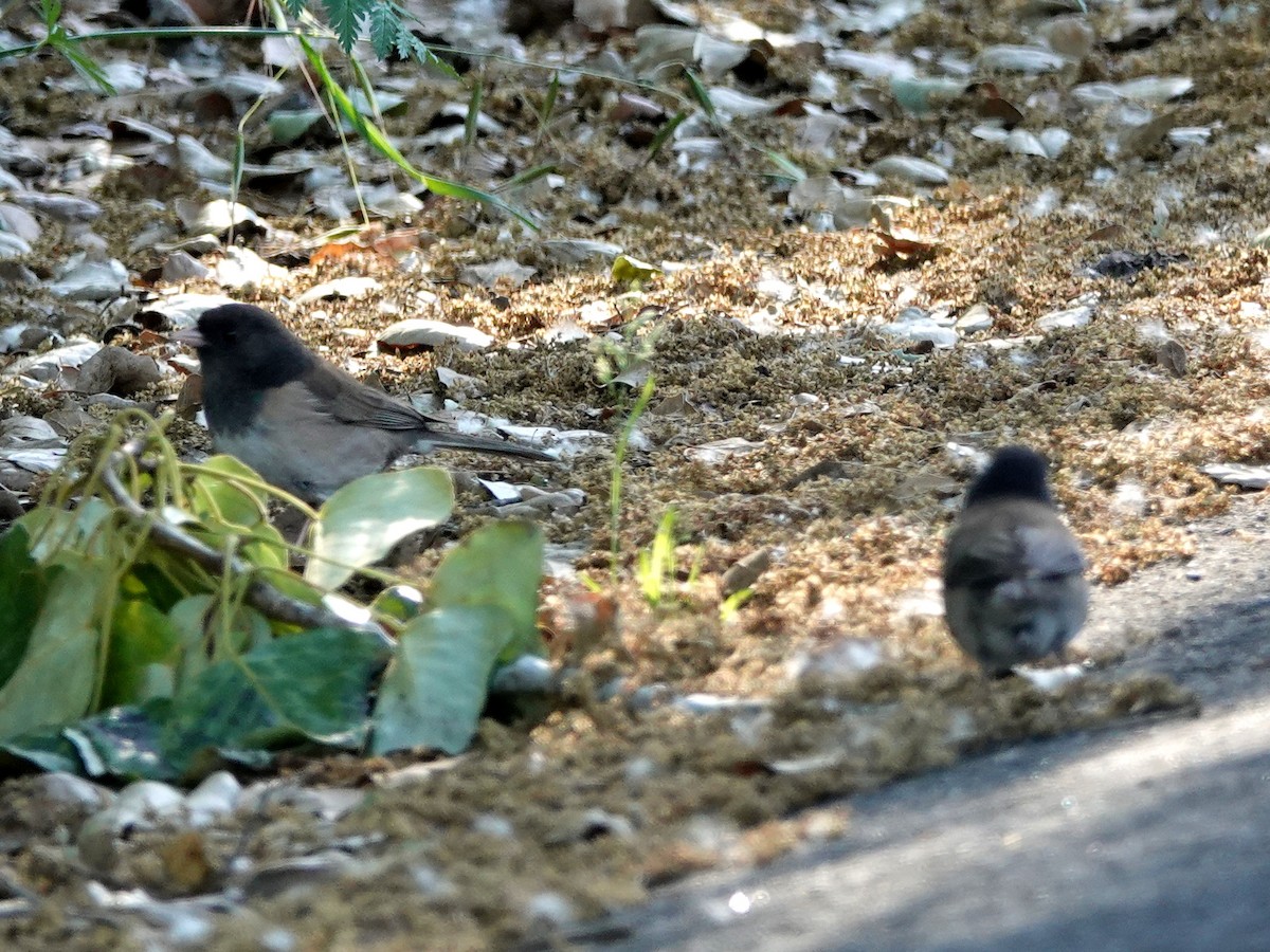 Junco Ojioscuro - ML153669621